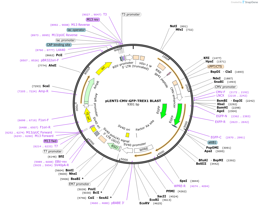 164228-plasmid-map-sequence-id-324873