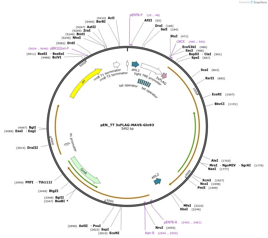 158629-plasmid-map-sequence-id-324884