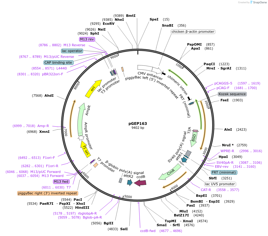 137881-plasmid-map-sequence-id-324885