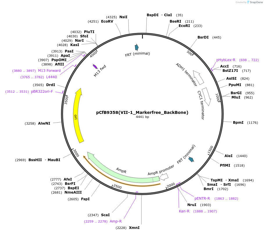 161599-plasmid-map-sequence-id-324887