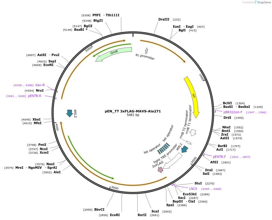 158631-plasmid-map-sequence-id-324888