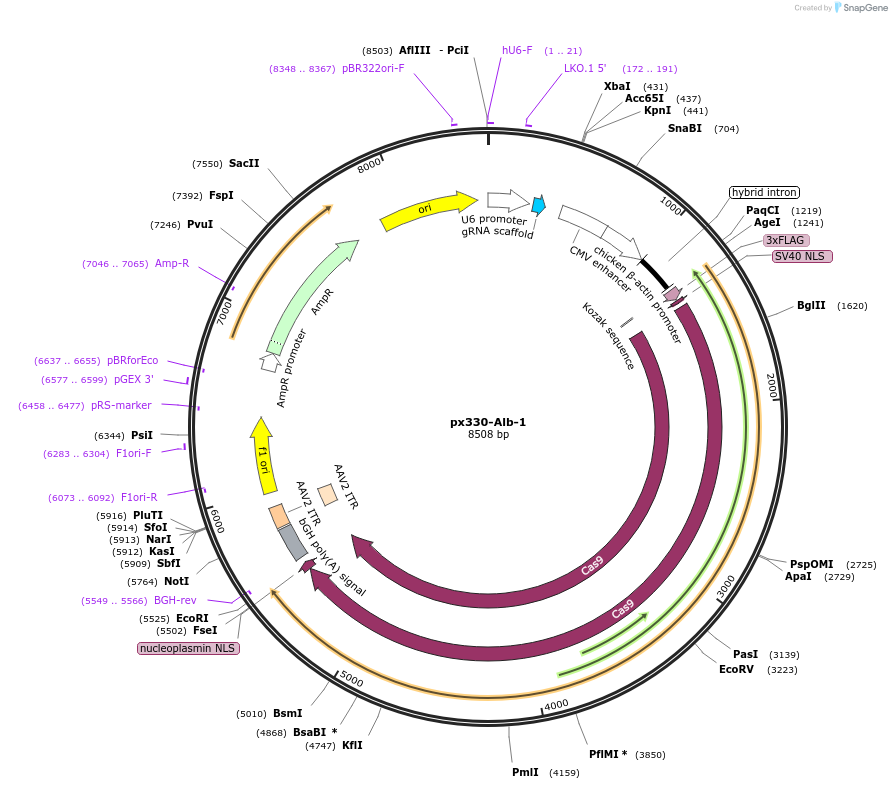 162544-plasmid-map-sequence-id-324893