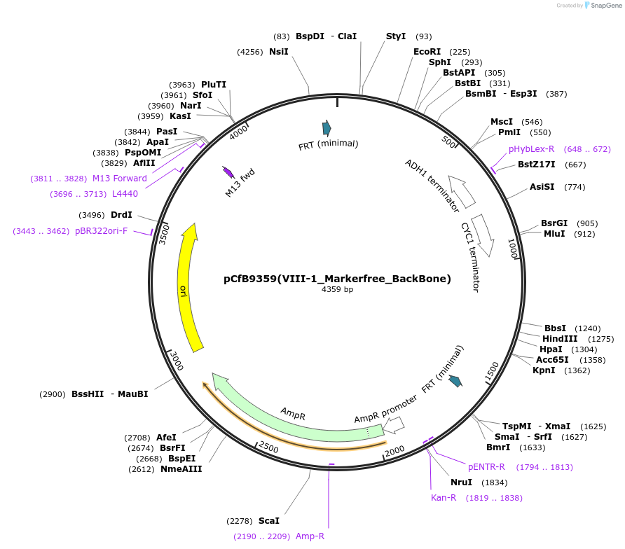 161600-plasmid-map-sequence-id-324895