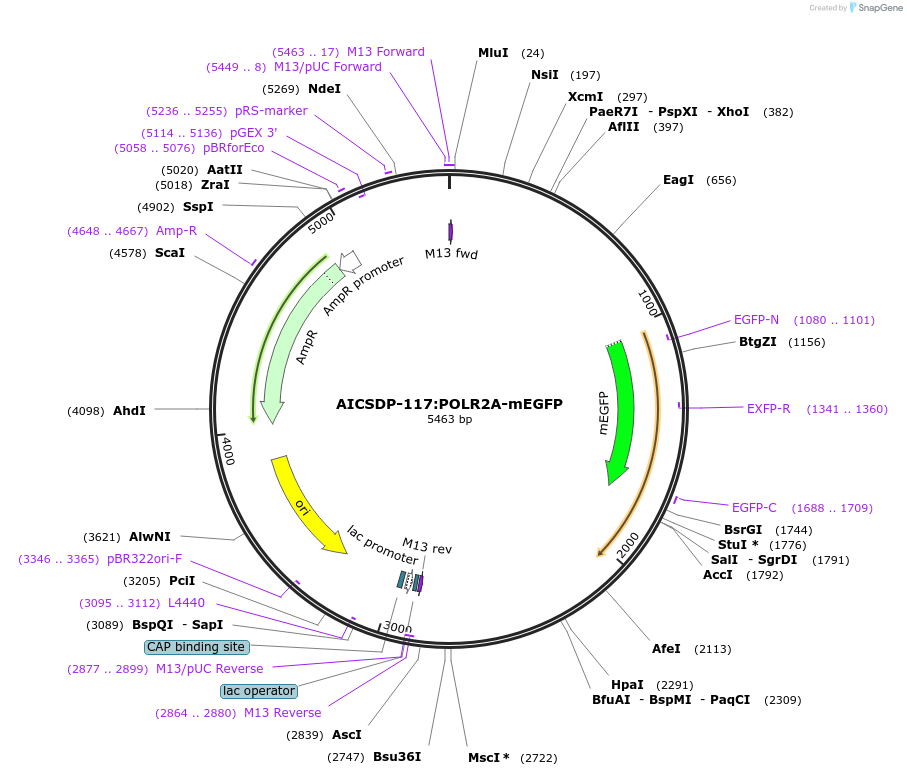164500-plasmid-map-sequence-id-324900