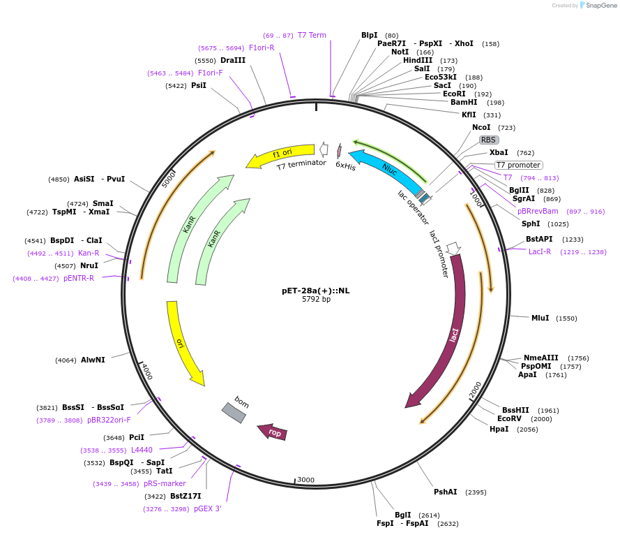 141289-plasmid-map-sequence-id-324904