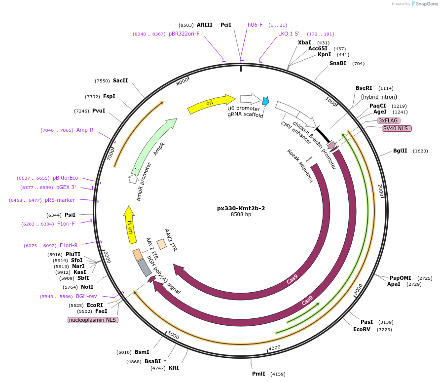 162536-plasmid-map-sequence-id-324905