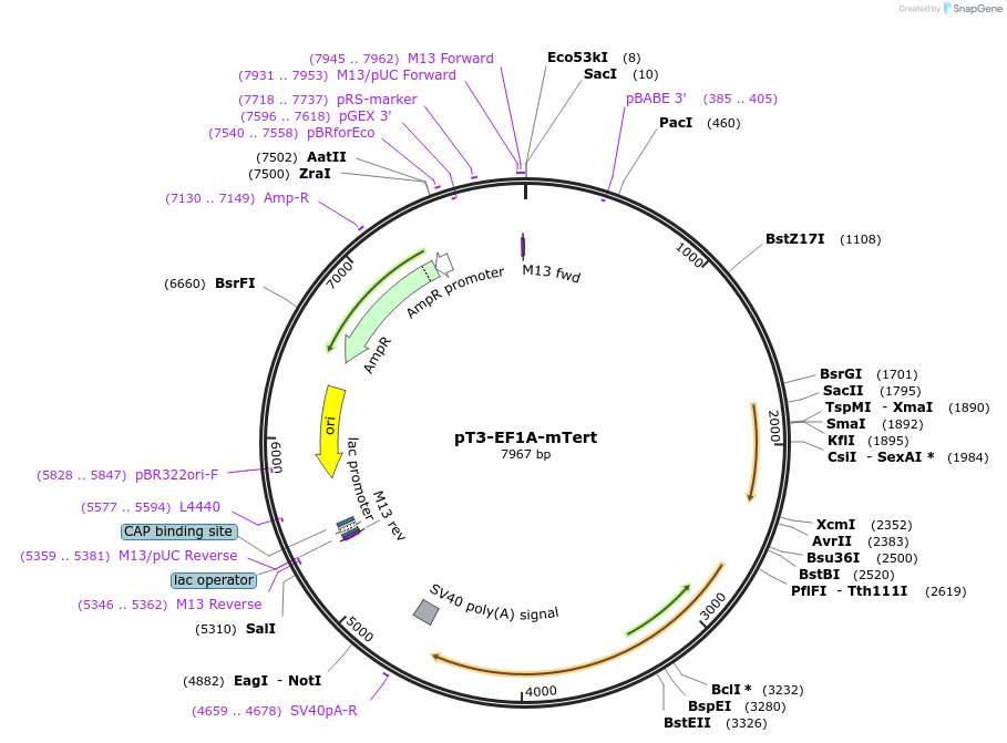 162555-plasmid-map-sequence-id-324907