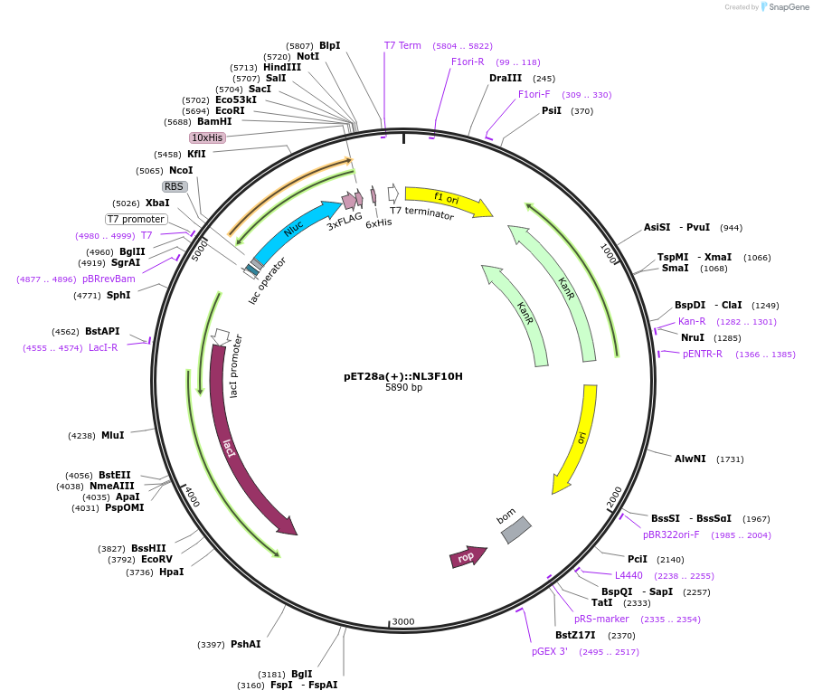 141290-plasmid-map-sequence-id-324909