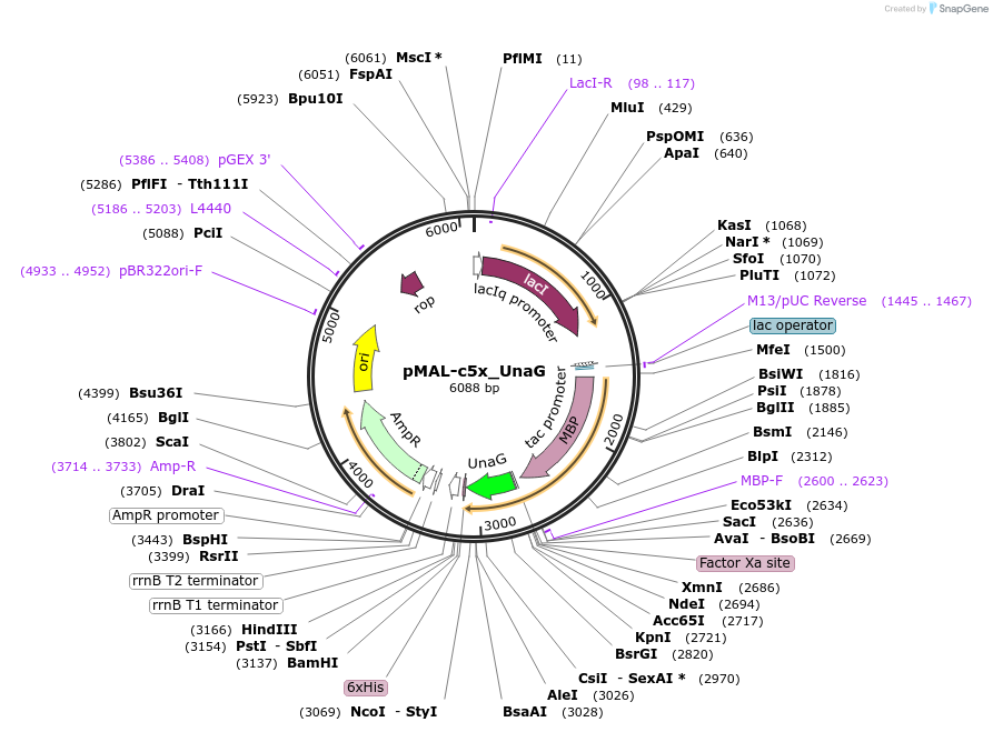163125-plasmid-map-sequence-id-324911