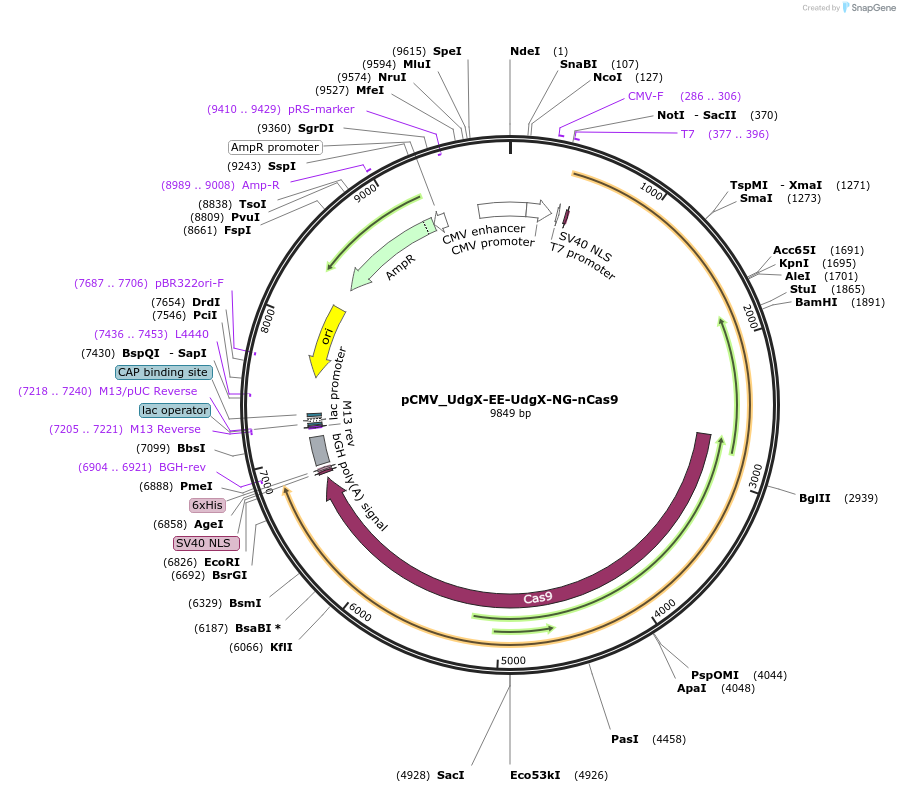 163570-plasmid-map-sequence-id-324914