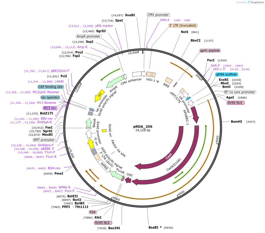 158581-plasmid-map-sequence-id-324916