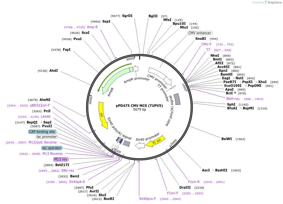 139216-plasmid-map-sequence-id-324918