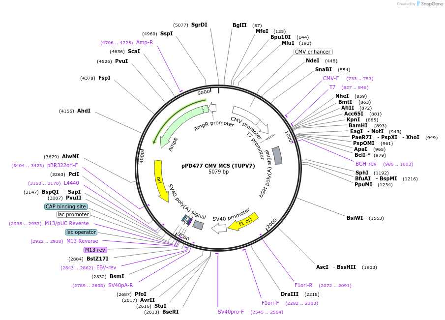 139218-plasmid-map-sequence-id-324945