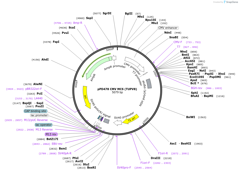 139219-plasmid-map-sequence-id-324947