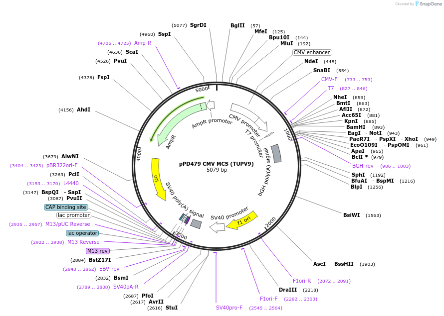 139220-plasmid-map-sequence-id-324955