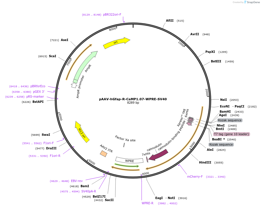 164140-plasmid-map-sequence-id-324964
