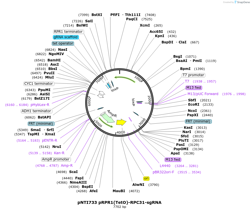 164913-plasmid-map-sequence-id-324992
