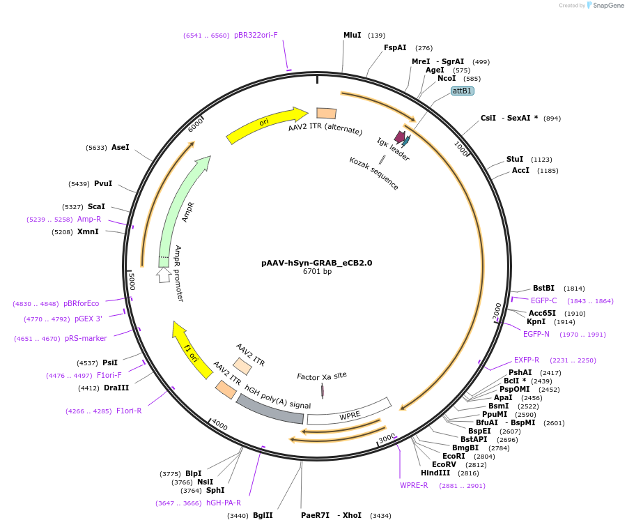 164604-plasmid-map-sequence-id-324993