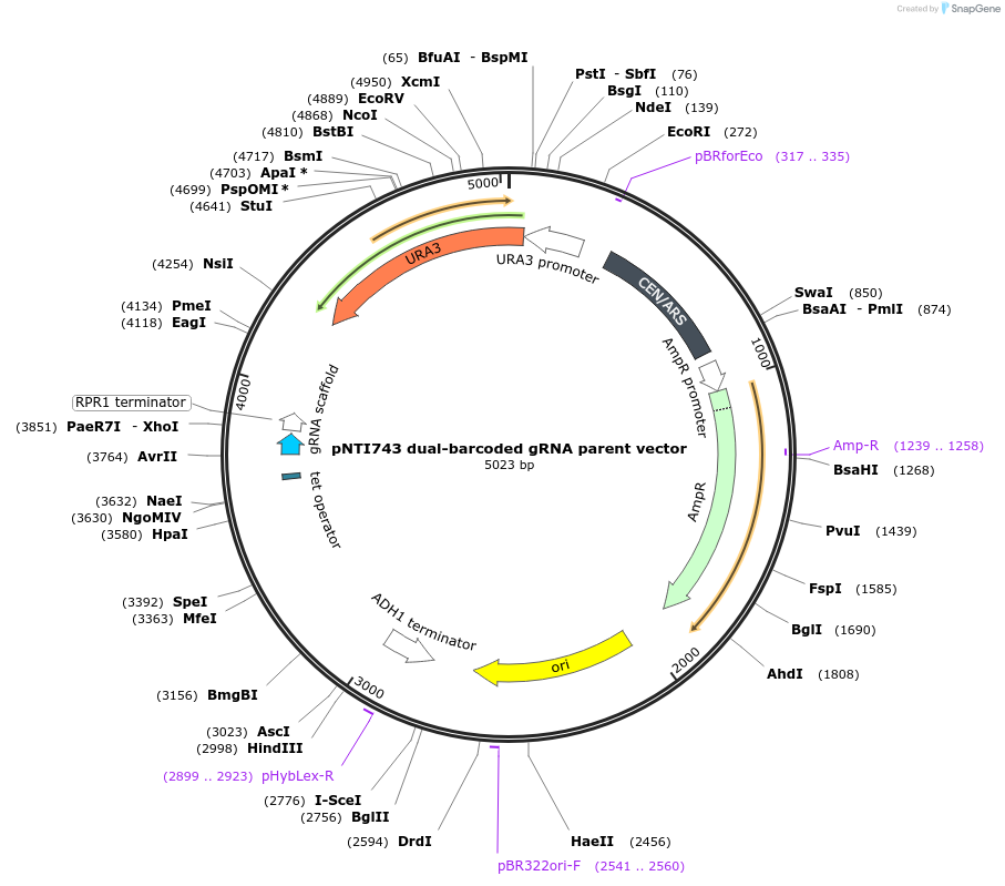 164915-plasmid-map-sequence-id-324994
