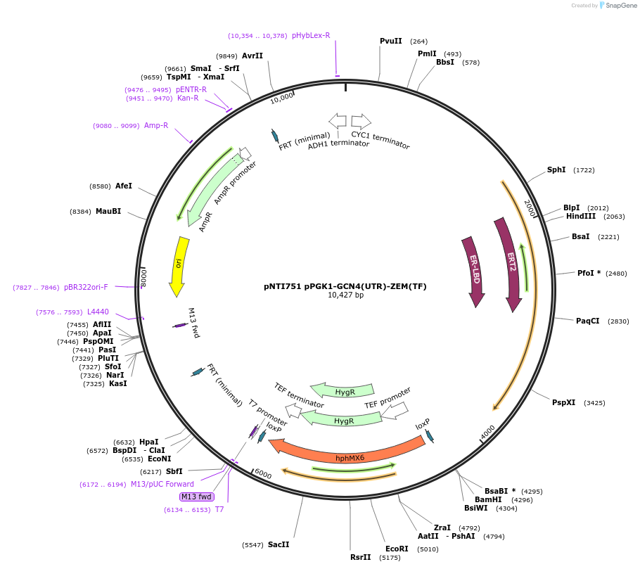 164916-plasmid-map-sequence-id-324995