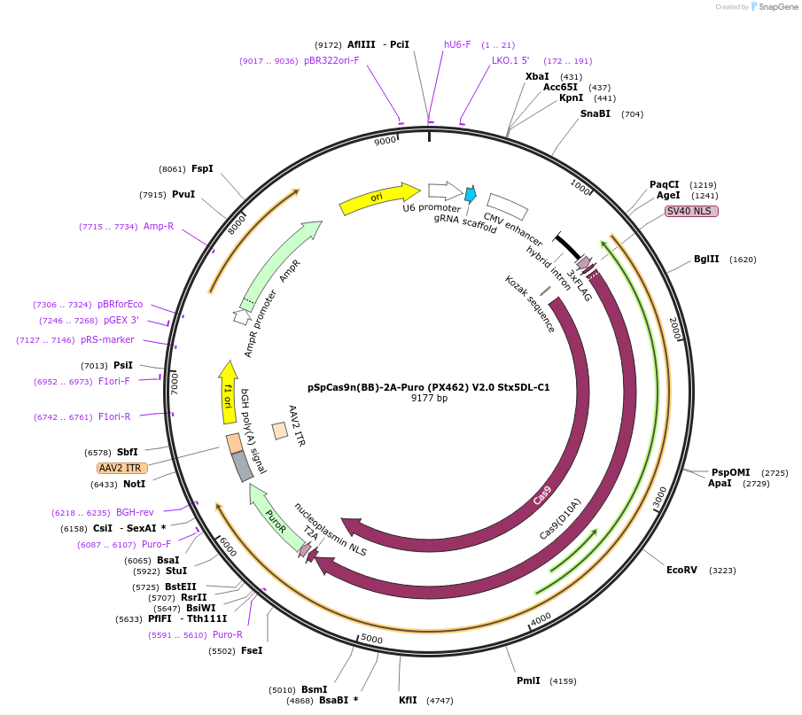 165085-plasmid-map-sequence-id-324996