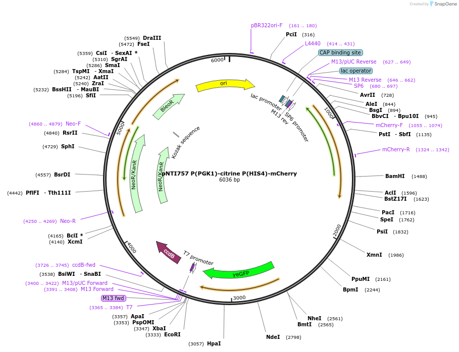 164917-plasmid-map-sequence-id-324998