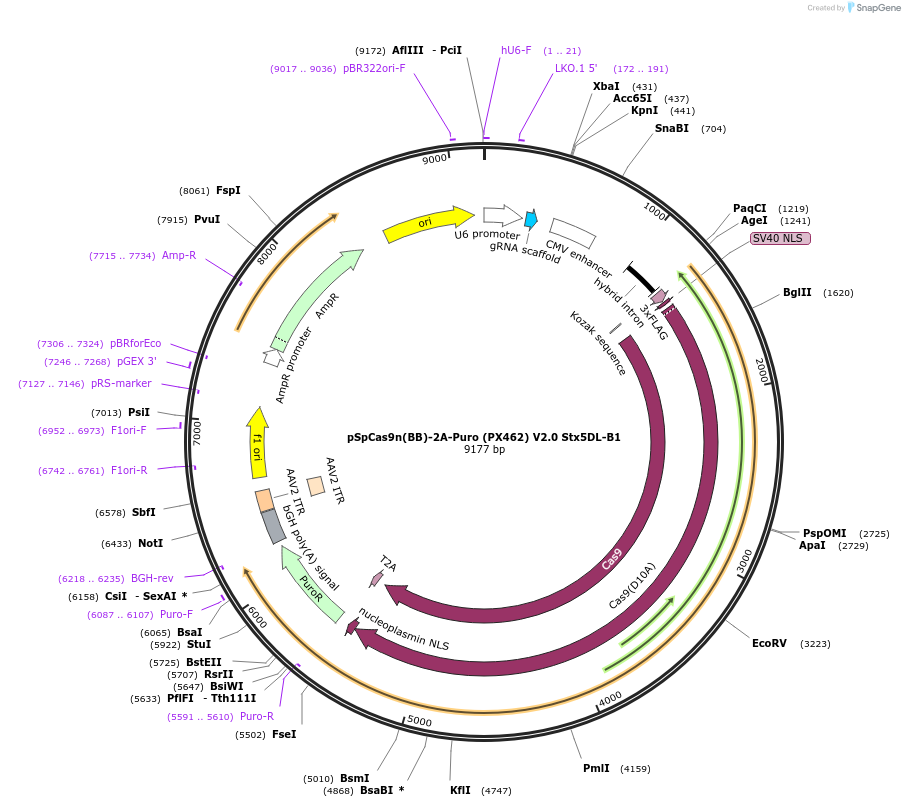 165082-plasmid-map-sequence-id-325002
