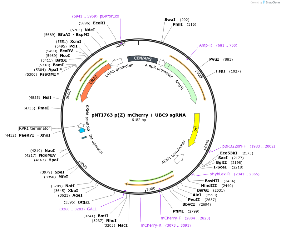 164918-plasmid-map-sequence-id-325004