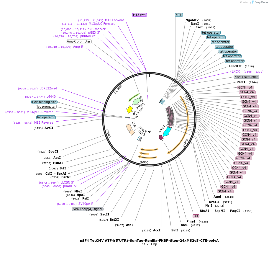 164615-plasmid-map-sequence-id-325006