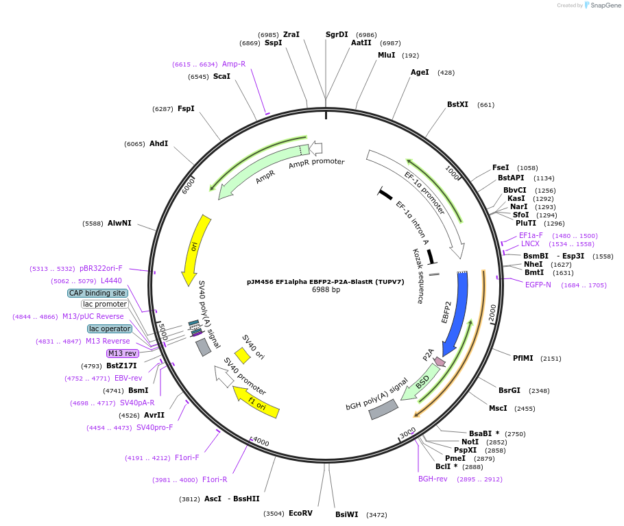 139236-plasmid-map-sequence-id-325009