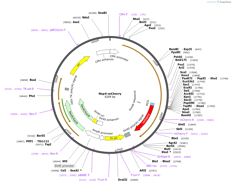 165132-plasmid-map-sequence-id-325012