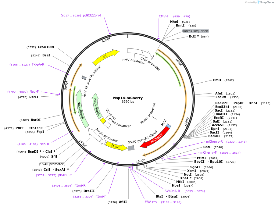 165137-plasmid-map-sequence-id-325015