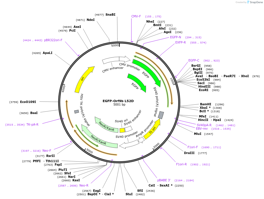 165129-plasmid-map-sequence-id-325016