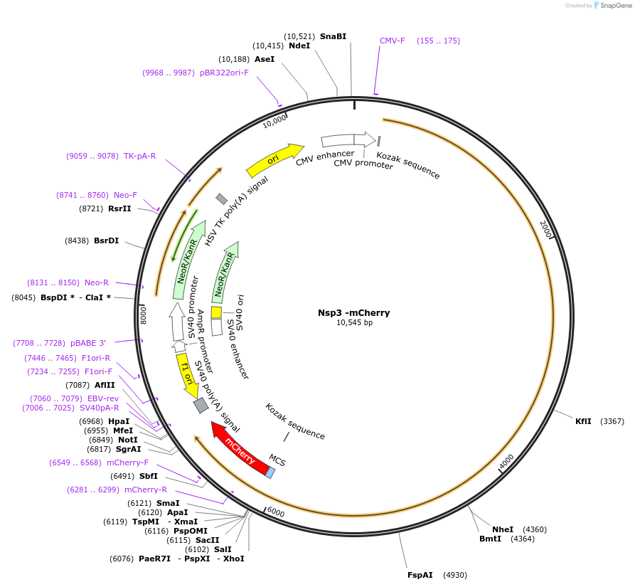 165131-plasmid-map-sequence-id-325018