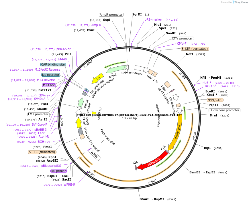 163643-plasmid-map-sequence-id-325021
