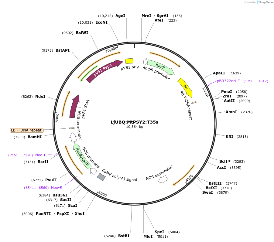 164768-plasmid-map-sequence-id-325026