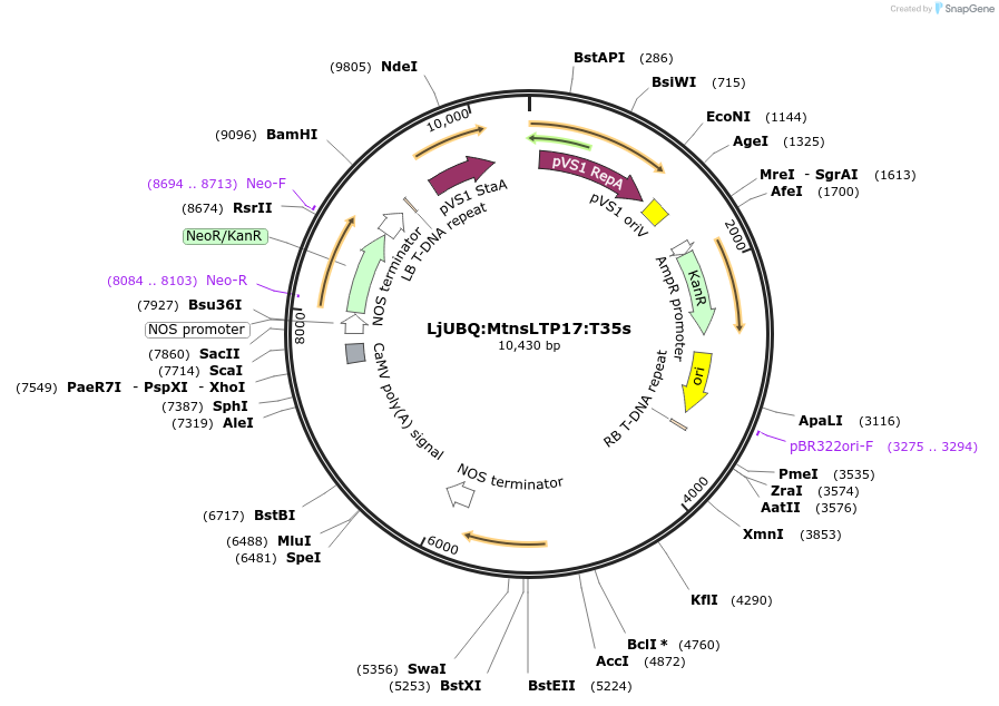 164758-plasmid-map-sequence-id-325028