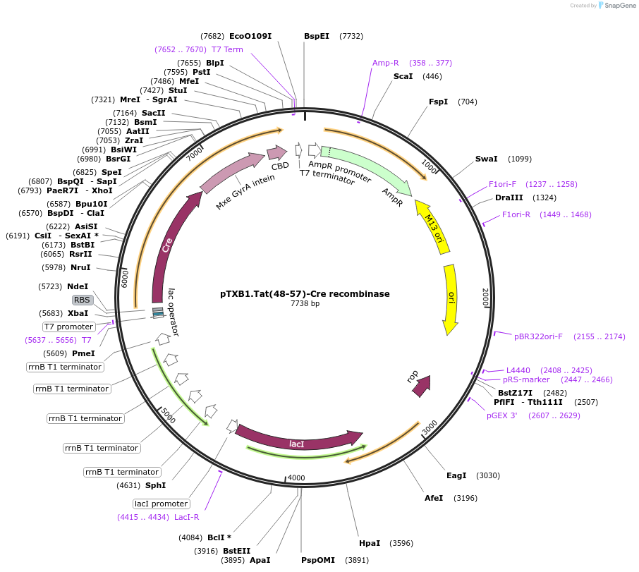 165042-plasmid-map-sequence-id-325036