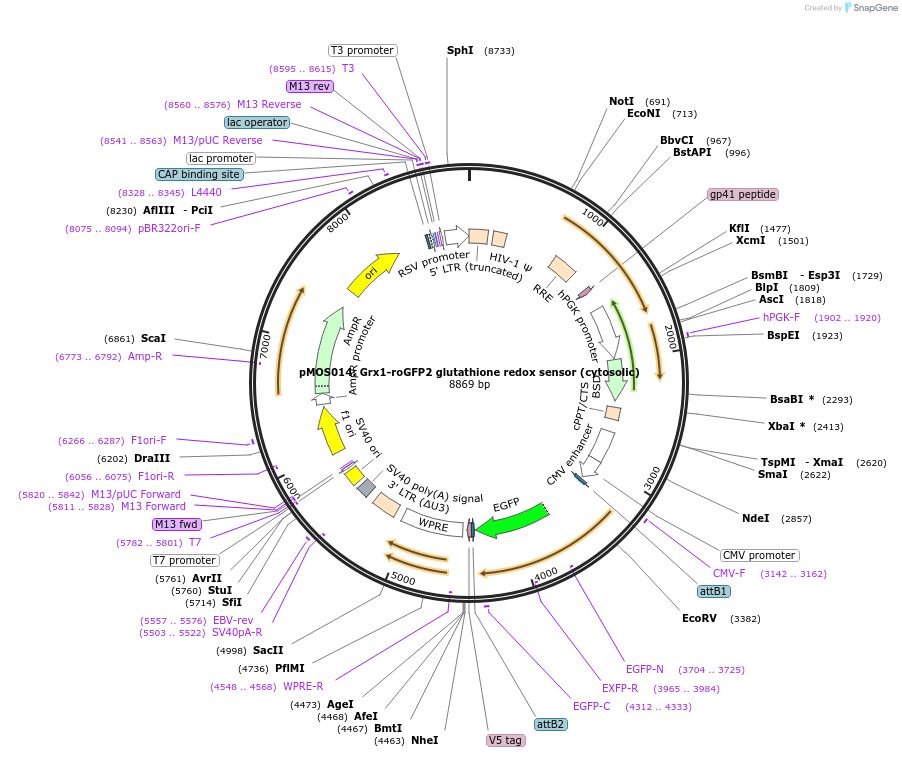 163055-plasmid-map-sequence-id-325072