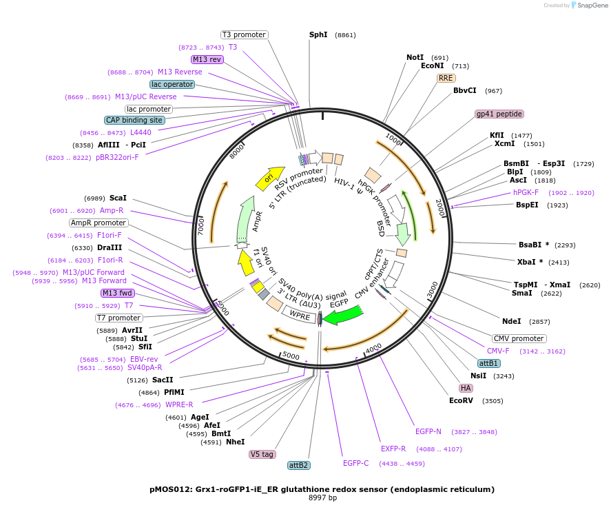 163057-plasmid-map-sequence-id-325074