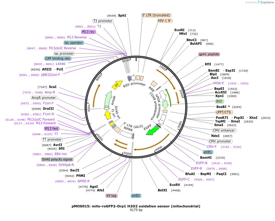 163059-plasmid-map-sequence-id-325080