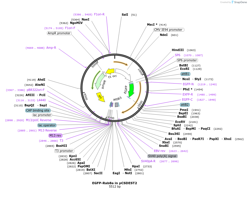 140880-plasmid-map-sequence-id-325082