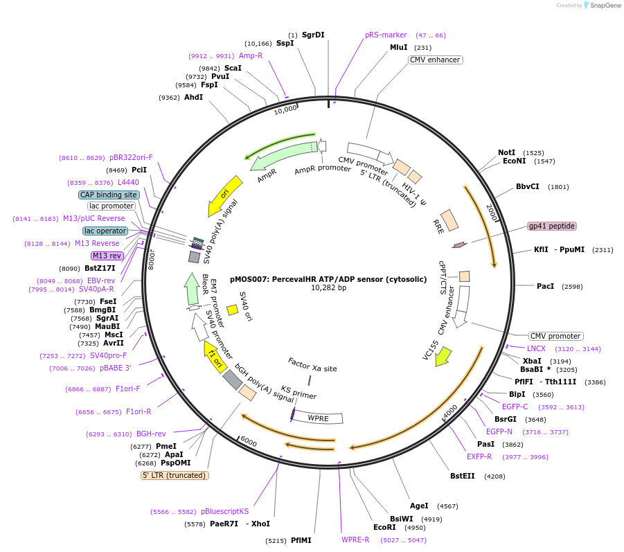 163061-plasmid-map-sequence-id-325088