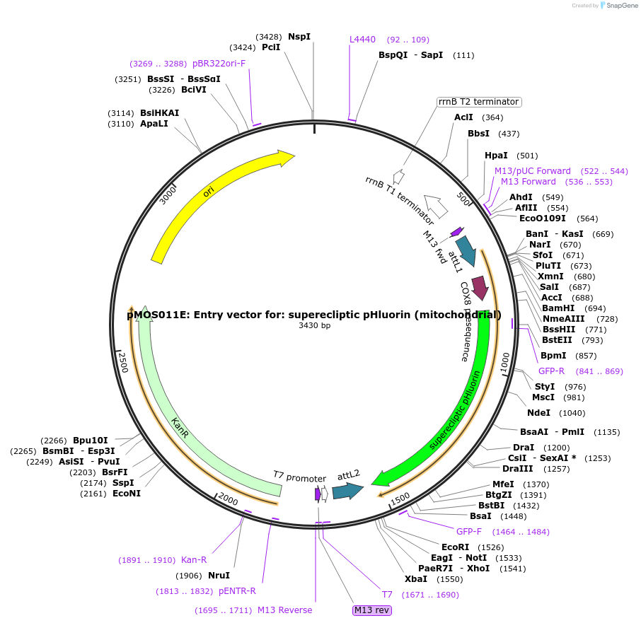 163067-plasmid-map-sequence-id-325092