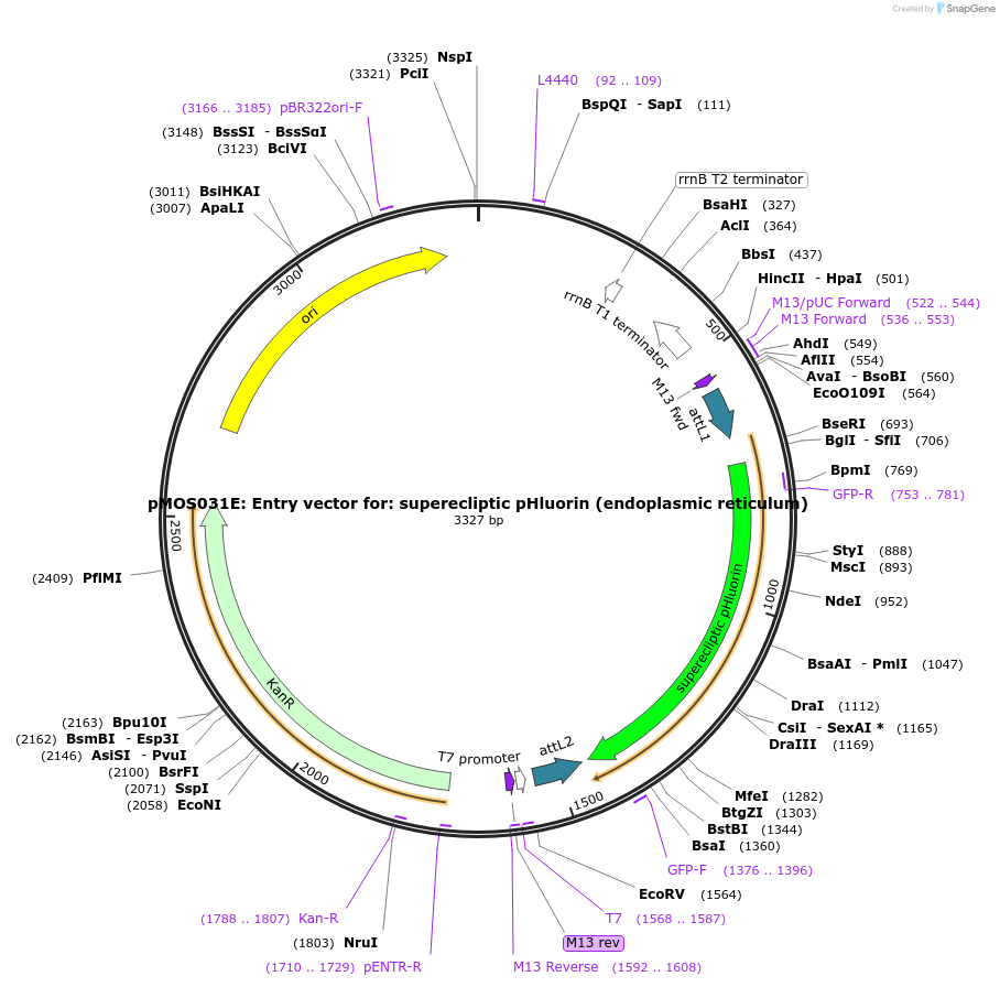 163068-plasmid-map-sequence-id-325093