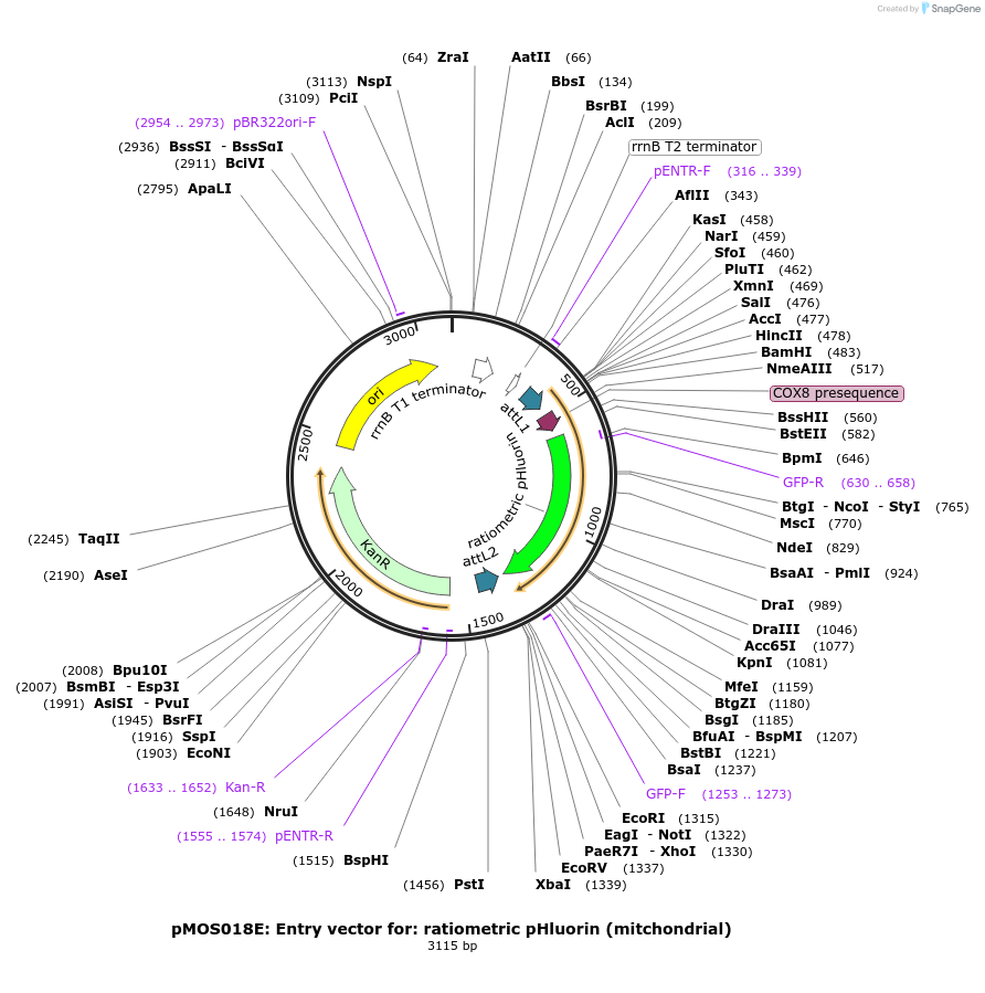163070-plasmid-map-sequence-id-325095