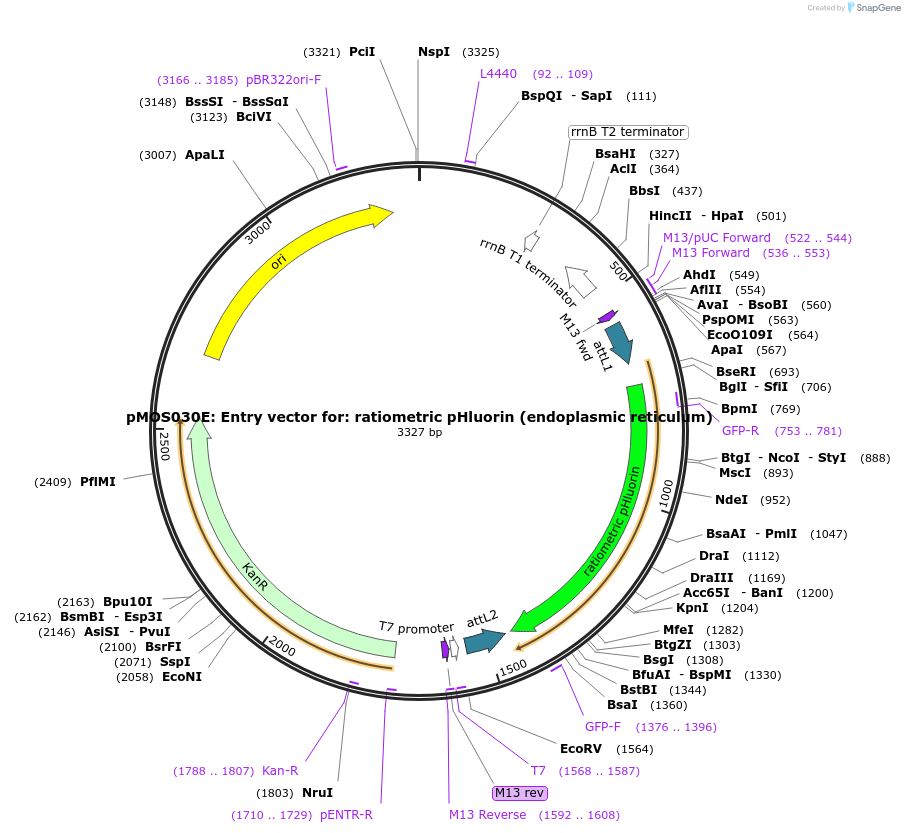 163071-plasmid-map-sequence-id-325096