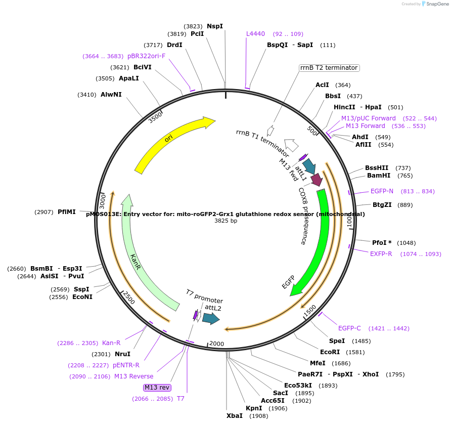 163073-plasmid-map-sequence-id-325104