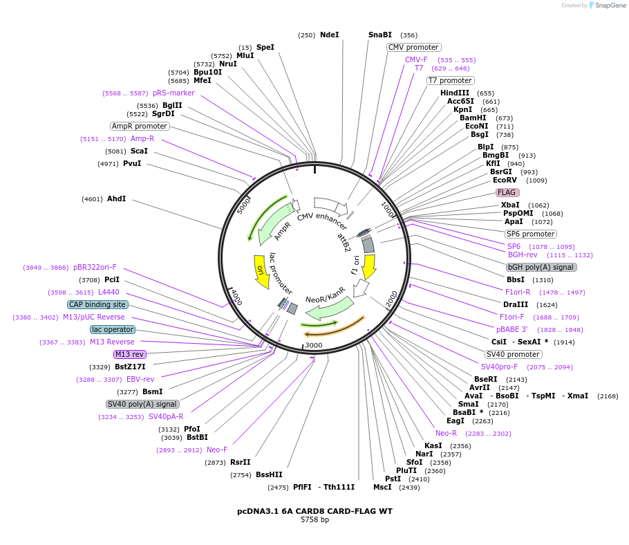 164020-plasmid-map-sequence-id-325105