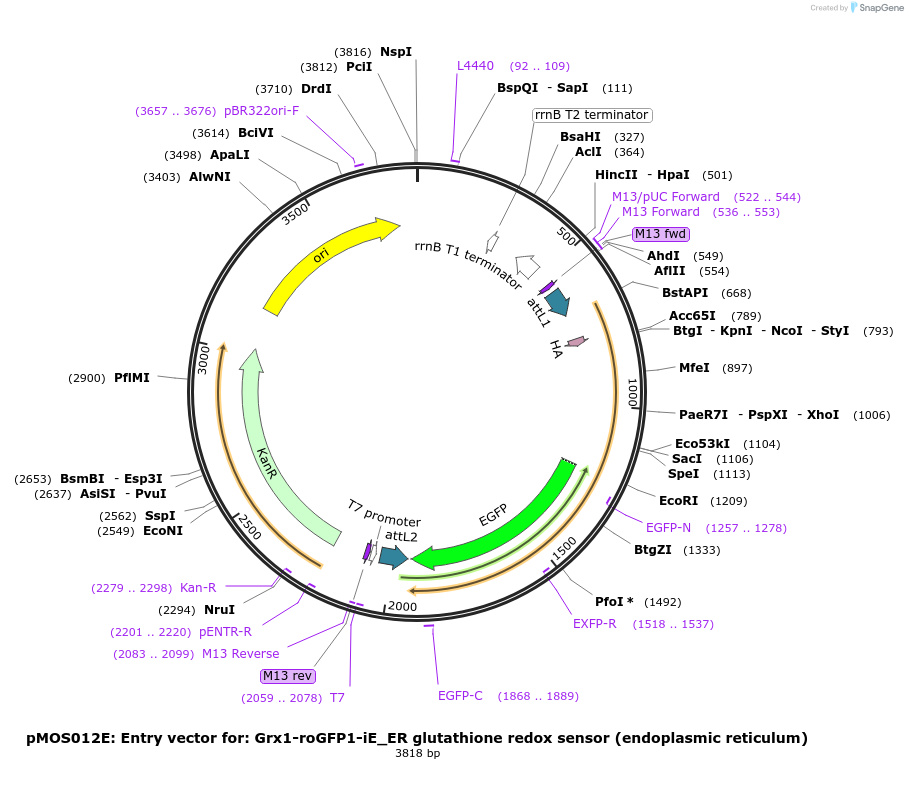 163074-plasmid-map-sequence-id-325106